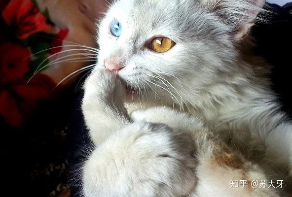 猫咪的"鸳鸯眼"是怎么形成的?