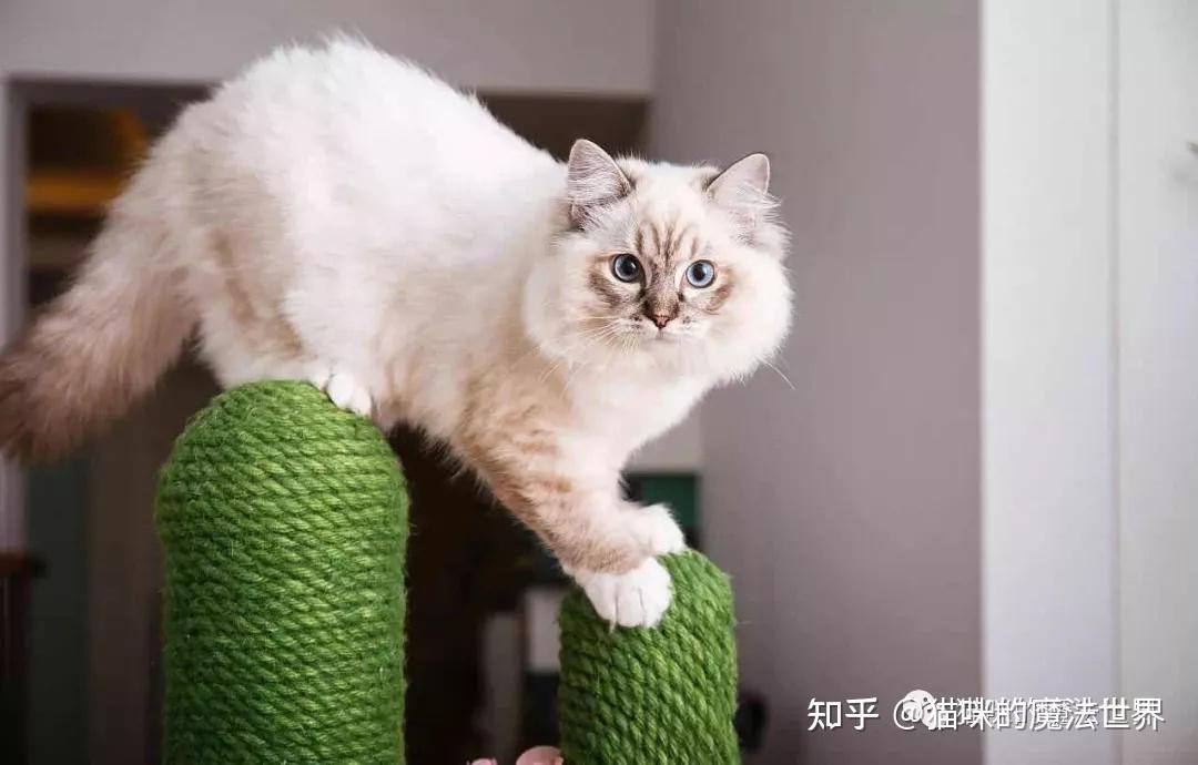 猫咪品种大盘点8布偶猫