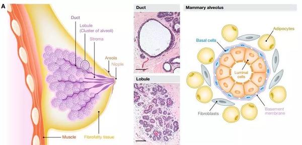 11分长文综述解析乳腺癌异质性研究