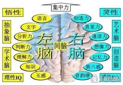 脑科学:左右脑真的有分工上的差异吗?