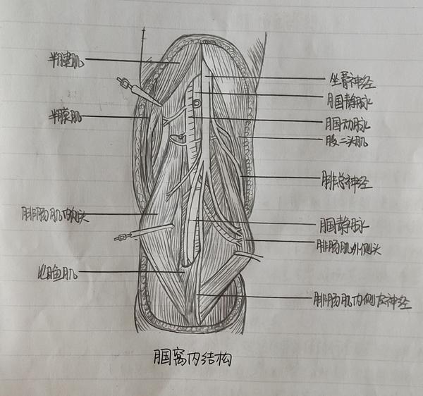 局部解剖学绘图