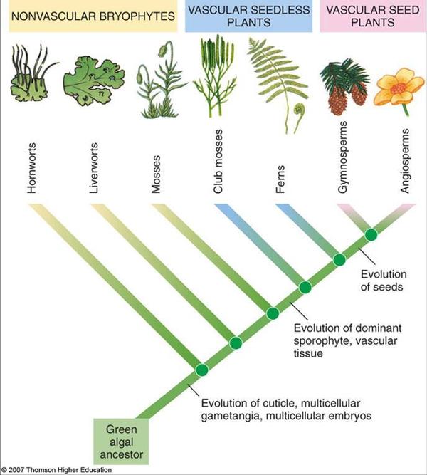 植物在进化史上是如何登陆的