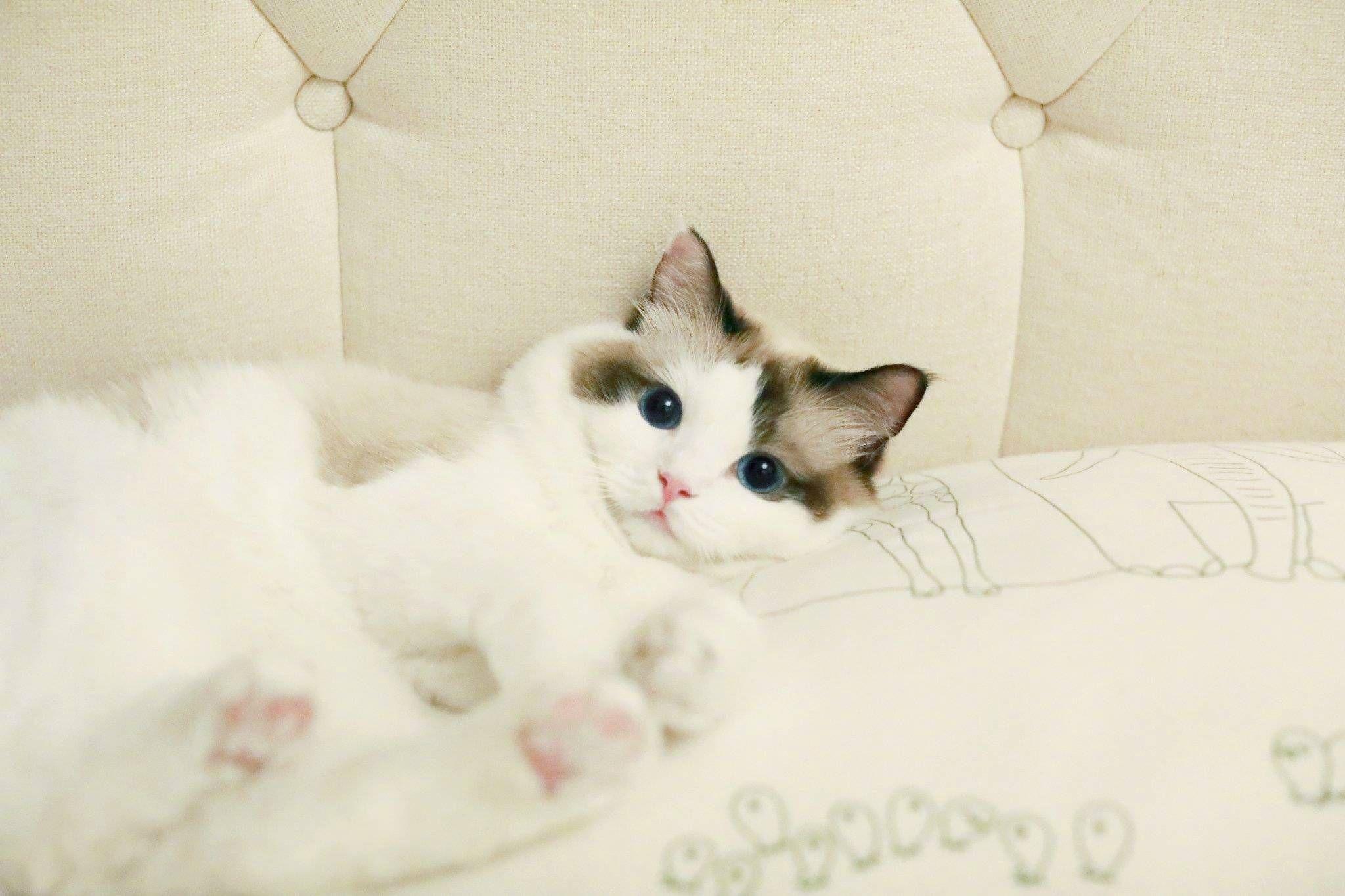 有哪些好看的猫咪壁纸或头像