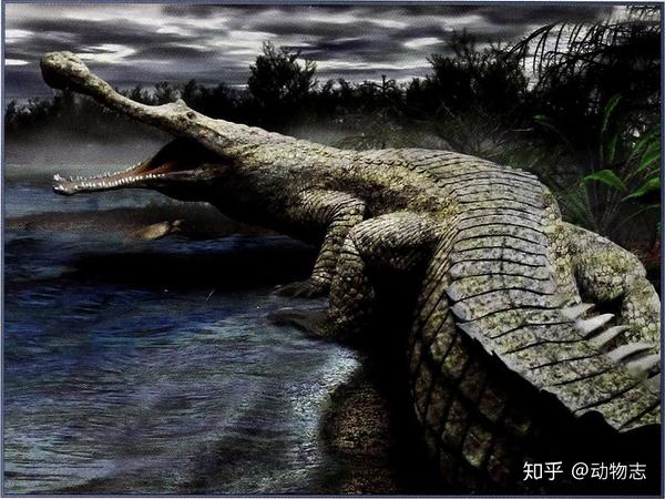 然而, 恐龙时代的鳄鱼:帝王肌鳄,可长达10米以上 恐龙灭绝以后,哺乳