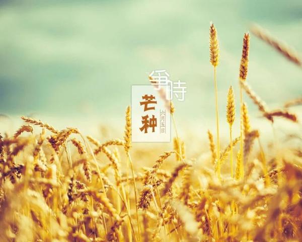 今日芒种,正式开启忙碌的2021年专接本复习备考期