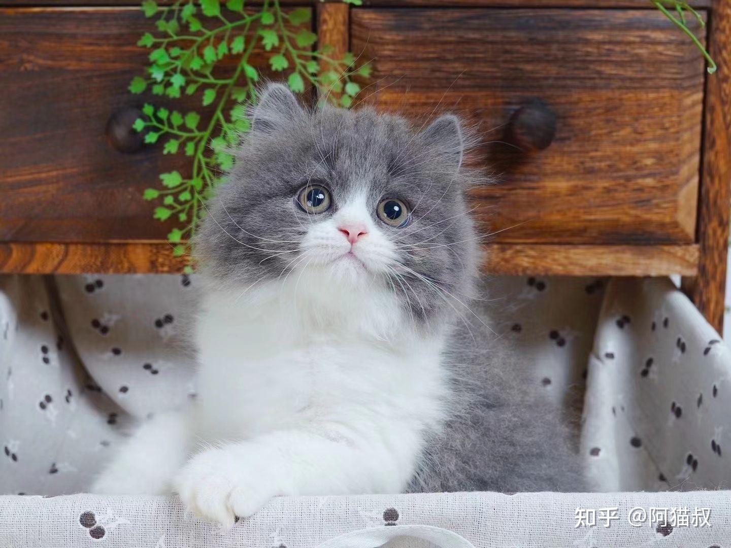 清远的拿破仑矮脚猫多少钱一只