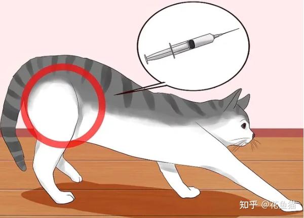 怎么给猫打针繁育人必学的注射方法