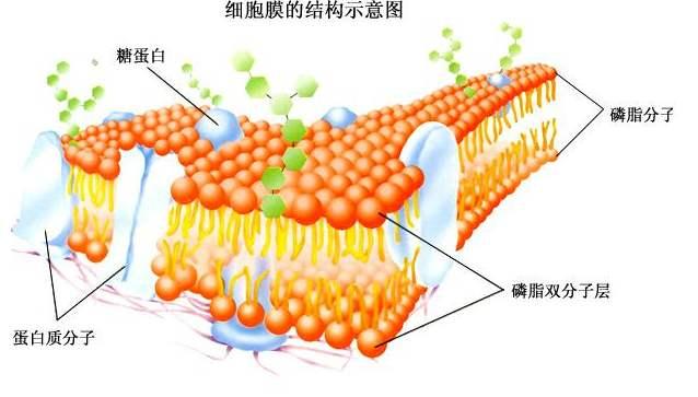 新型冠状病毒102:磷脂双分子层结构,细胞膜,速率