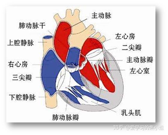 二,无分流型先心病——主动脉,肺动脉异常