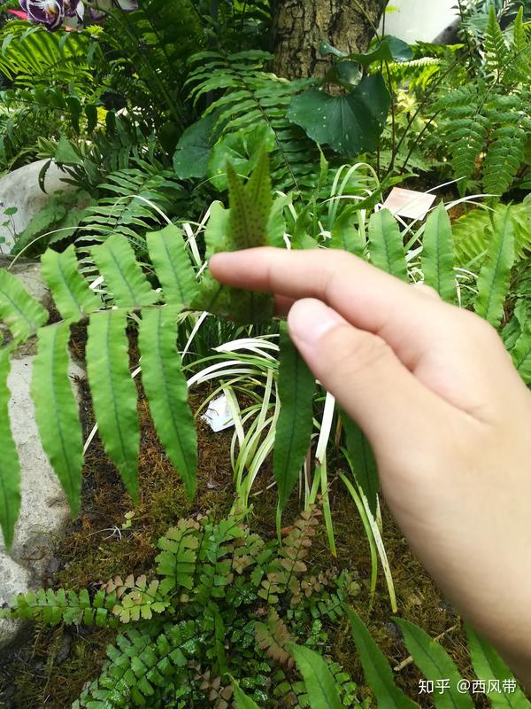 蕨类植物孢子繁殖教程(第一版)