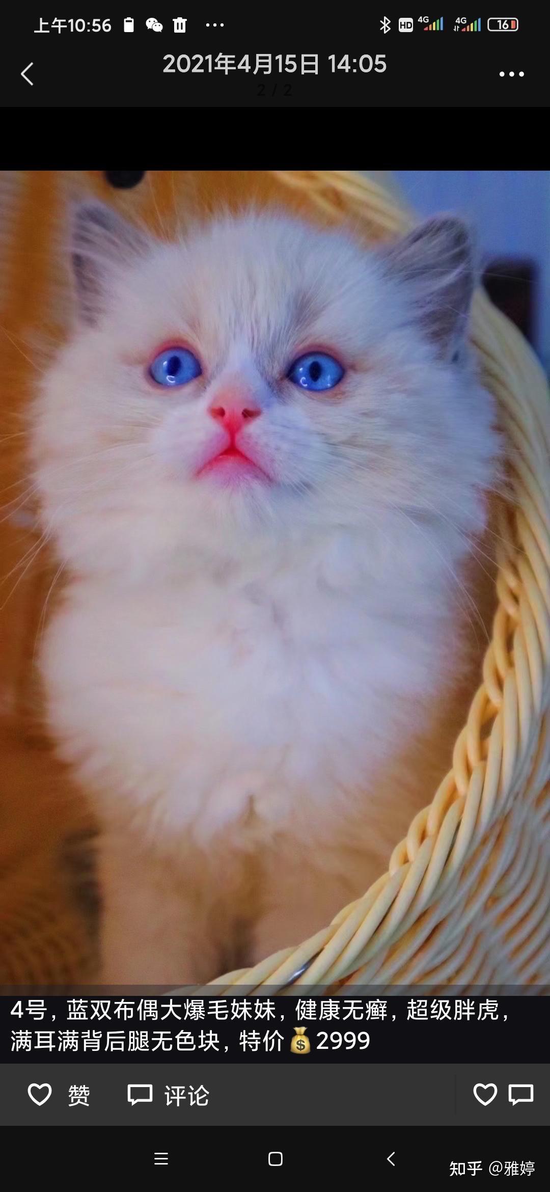 我家的布偶猫四个月大,它的花色随着年龄的增长会不会