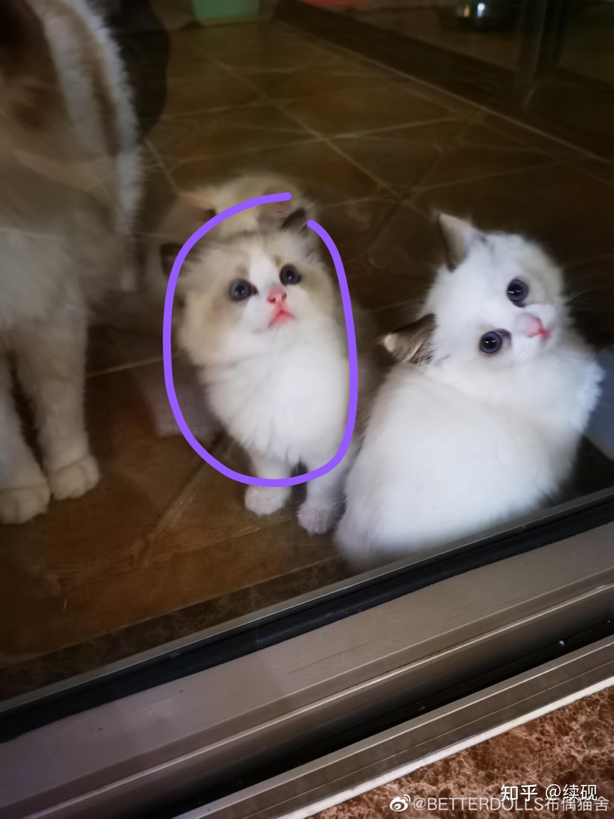 花一万四在正规猫舍买了一只海双布偶请大家帮我看看这只品相怎么样