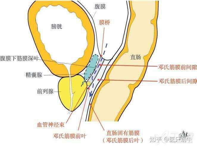 直肠癌全直肠系膜切除术中盆腔植物神经的易损区域及保护【结直肠解剖