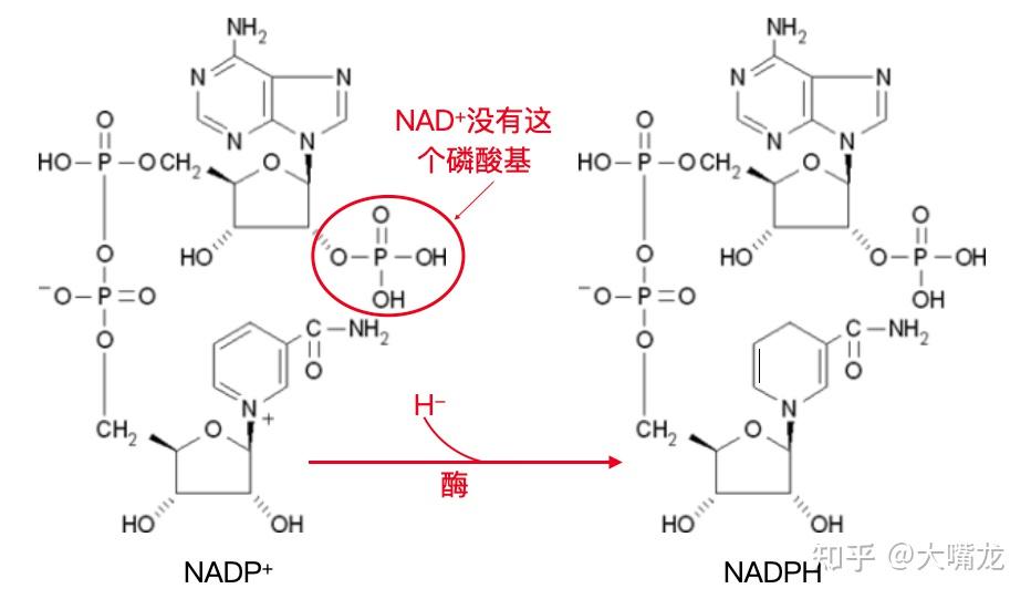 高中生物光合作用里nadph和nadp是啥怎么变换的