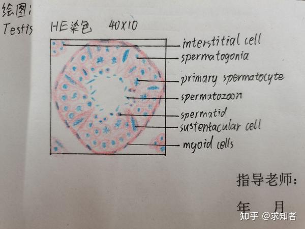 组胚红蓝铅笔绘图按需自取