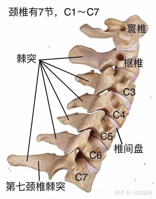 新型冠状病毒331囊膜病毒线性单股正链rna病毒棘突日冕