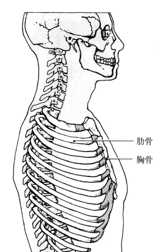 解剖学笔记 | 胸廓(关节&骨)