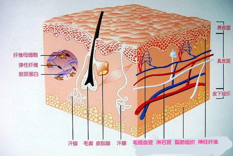 新型冠状病毒147:唯一可以被真皮层直接吸收的胶原蛋白