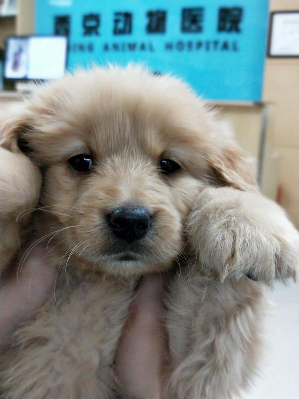 犬瘟细小#记录我家狗狗的生病历程
