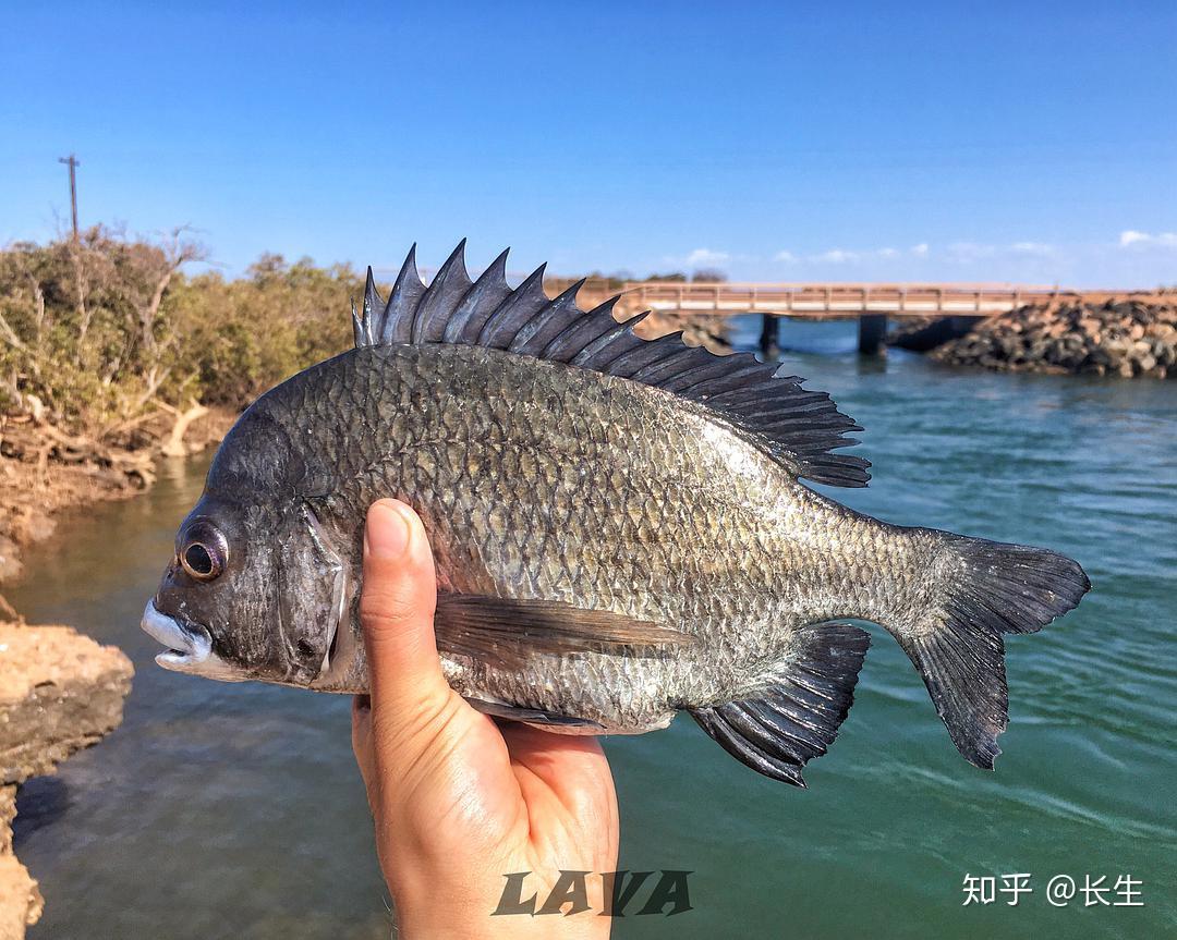 pikey bream,太平洋棘鲷,台湾人叫牛屎鲷,也是黄鲷的亲戚,鱼鳞大而发