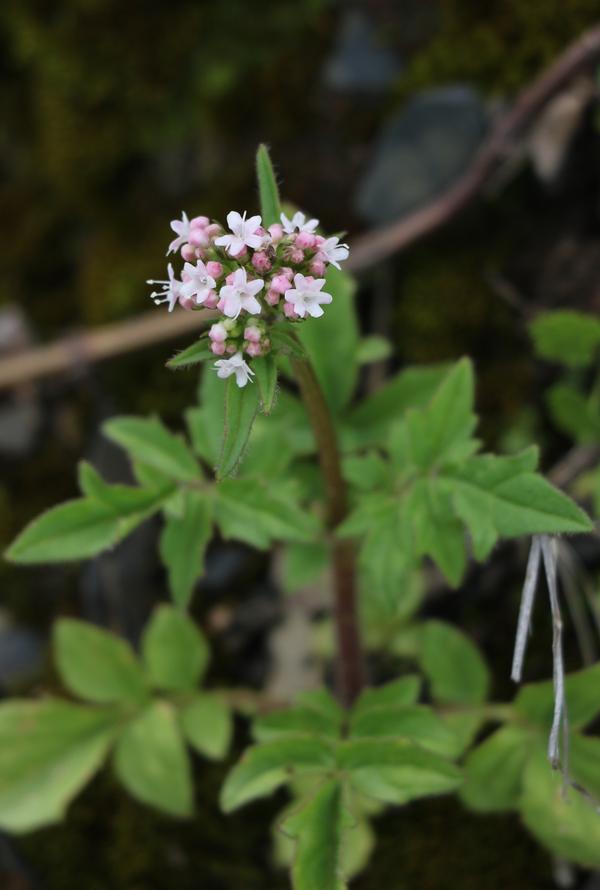 syringantha)(亚丁) 小巧玲珑----双参 微,但足道//精致又美丽的浅玫