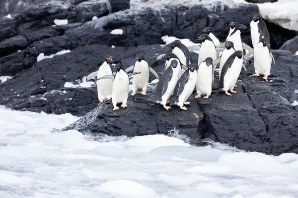 阿德利企鹅在试图跳过浮冰,拍摄于南极半岛  chris johnson / wwf-aus