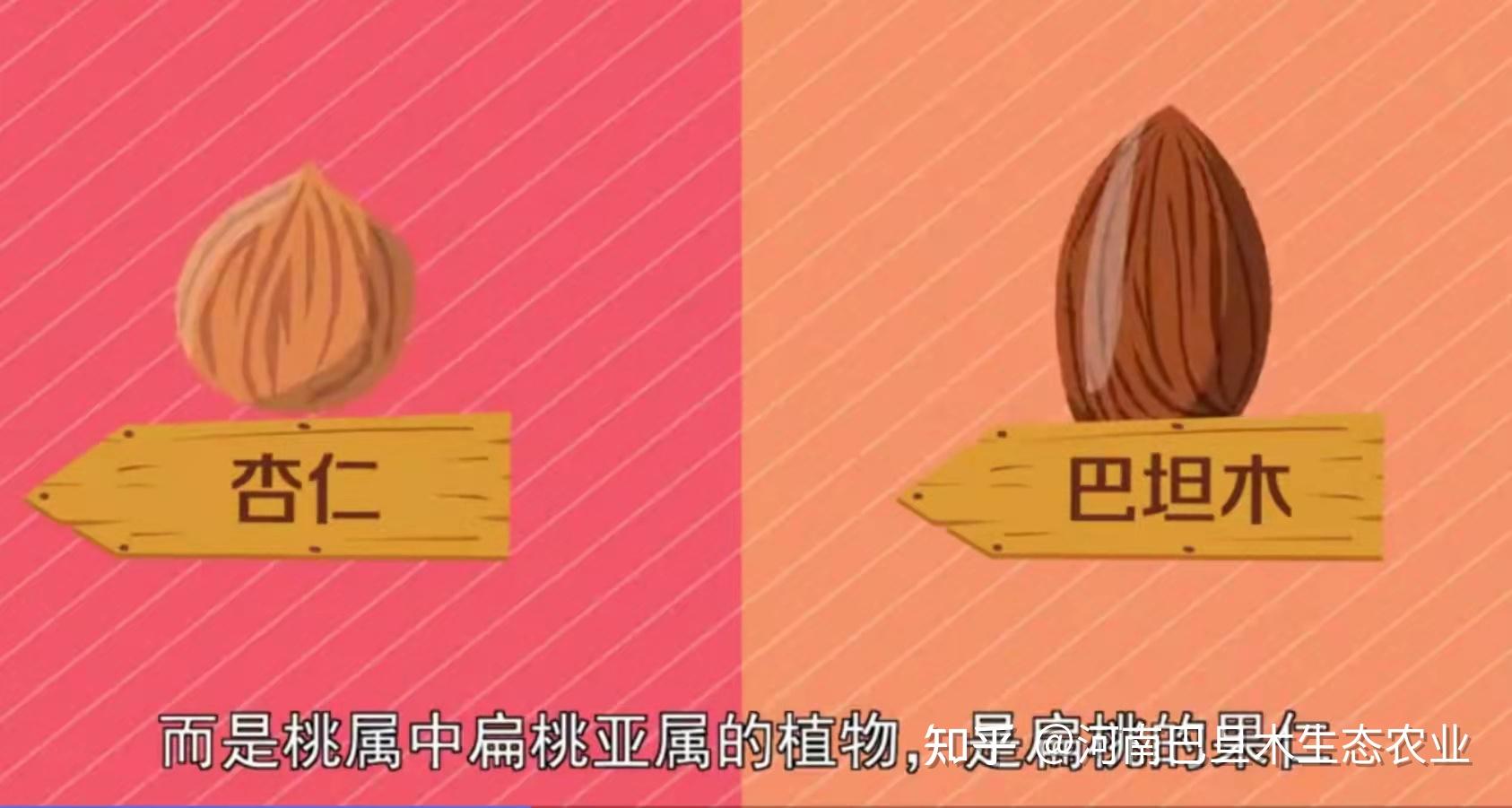 杏仁和巴旦木的区别种植户道出三点网友怪不得以前味道太苦