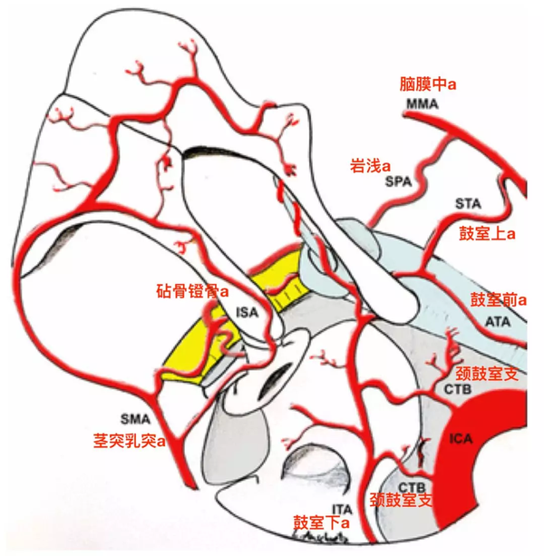 脑血管解剖学习笔记第3期脑膜中动脉分支岩动脉