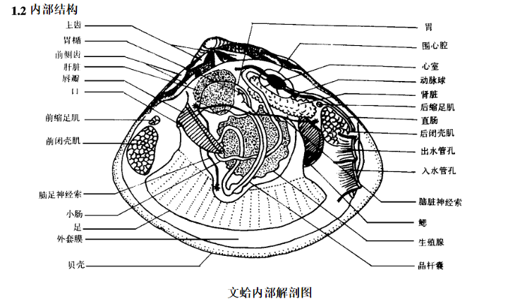 谢邀,扇贝当然有分面啦.