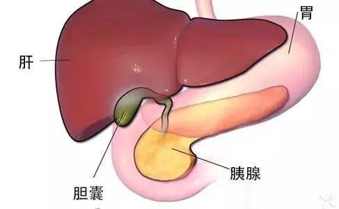 胆囊息肉怎么引起的?