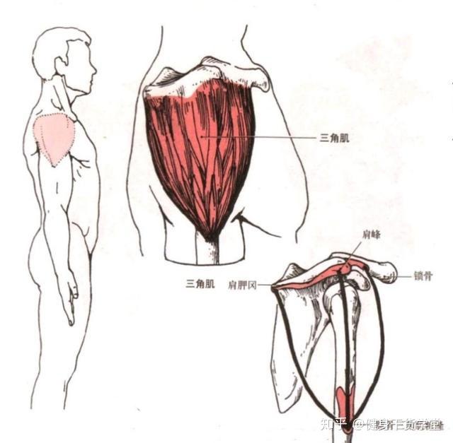 每天分享一块肌肉--三角肌