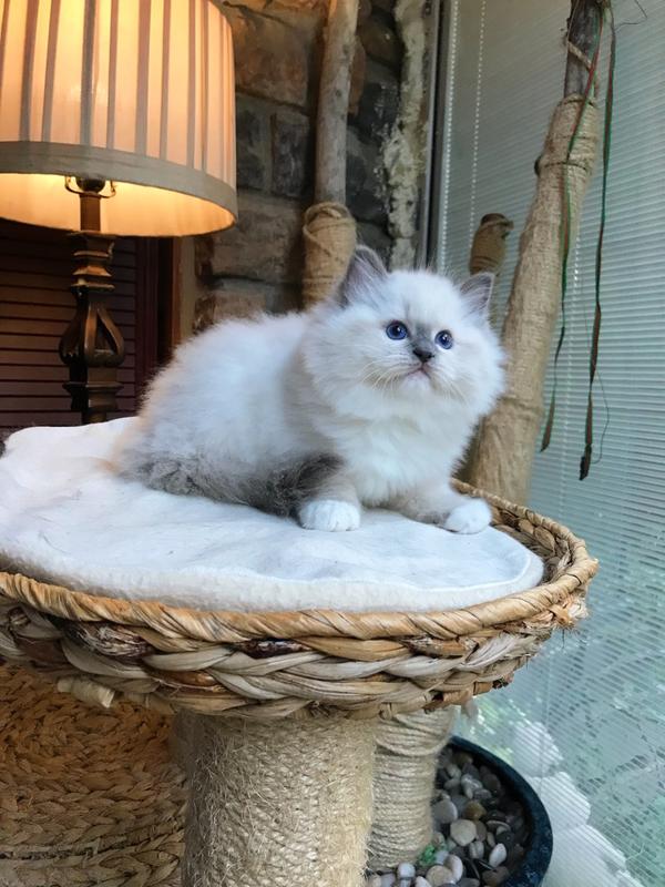 布偶猫过于黏人是怎样的体验?