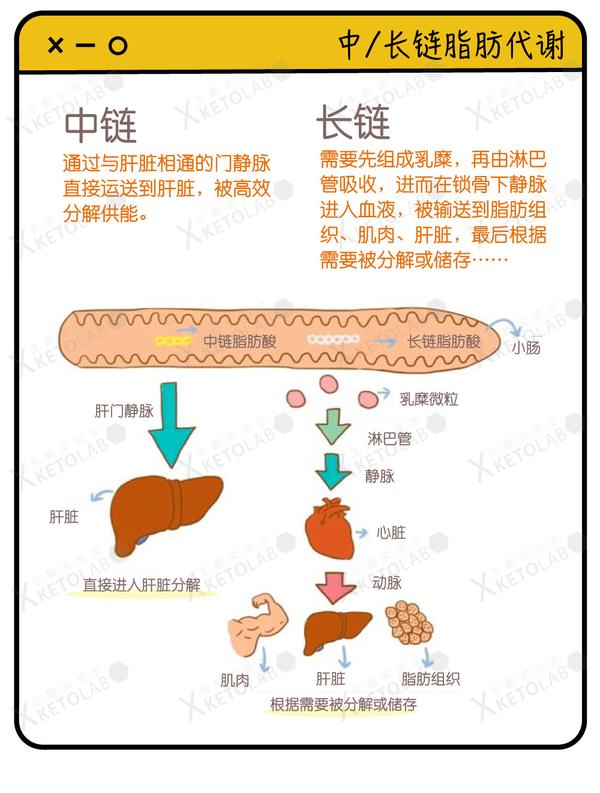 中链脂肪酸的代谢途径很特殊