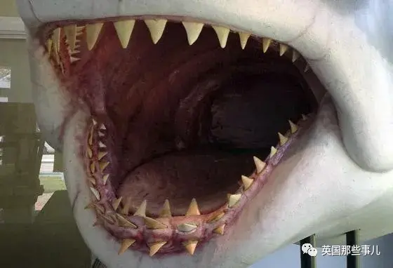 澳洲小哥被鲨鱼咬断腿硬是找警察要回收走的鲨鱼牙我拿腿换的