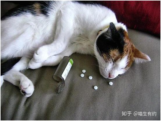猫咪用药误区之万能的抗生素