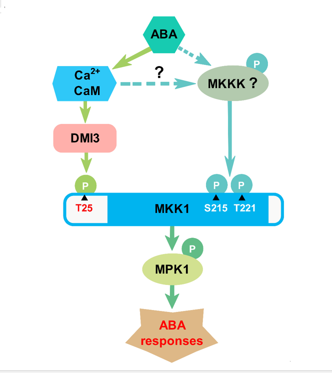 plantcell南京农业大学蒋明义团队揭示aba信号途径中一条新的mapkk