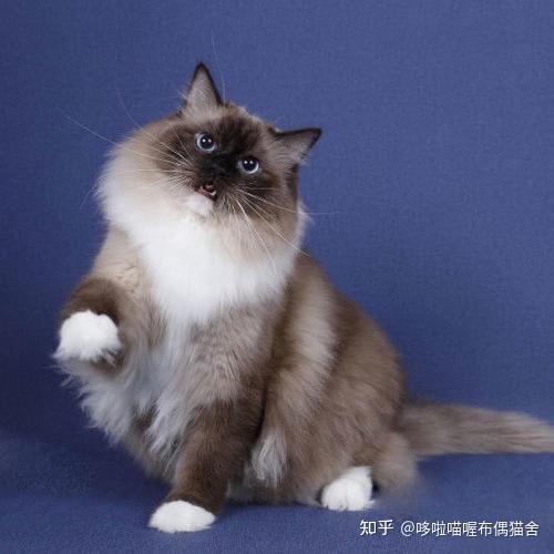 新手养布偶猫攻略必看