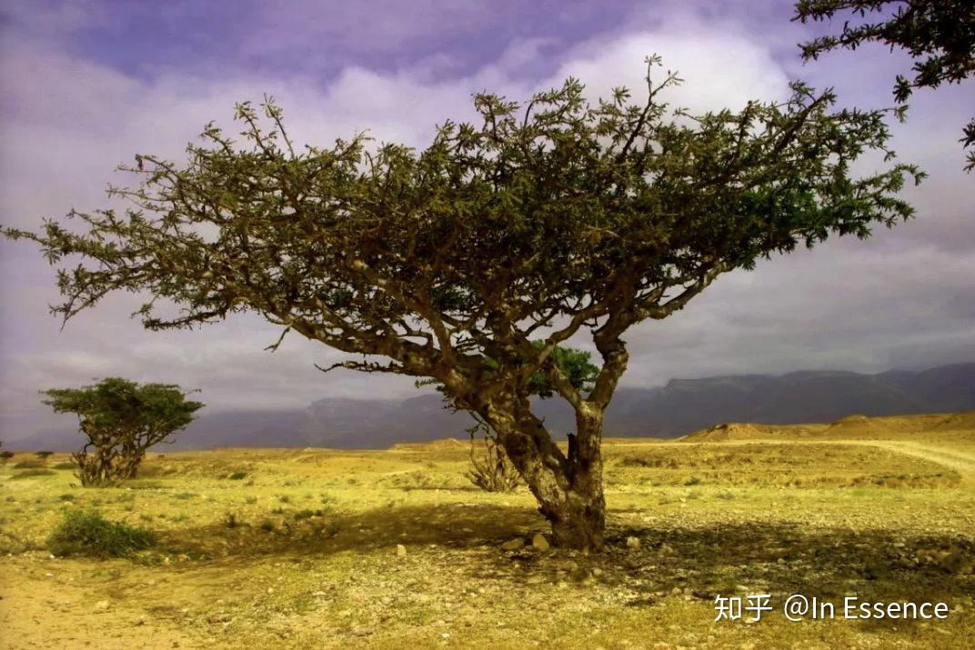 更有传说称:乳香是"耶稣的脐带血,神秘而又艰辛的乳香之路堪比古代的