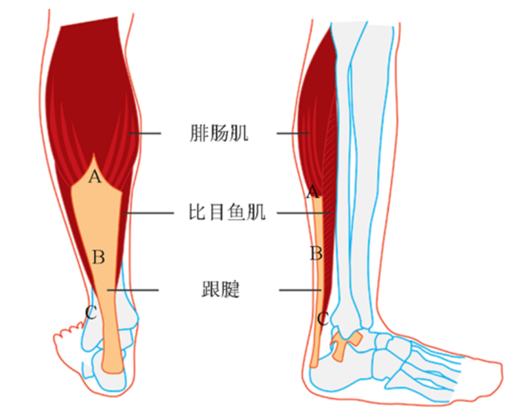 瑜伽解剖-腓肠肌:为什么小腿总是那么粗?