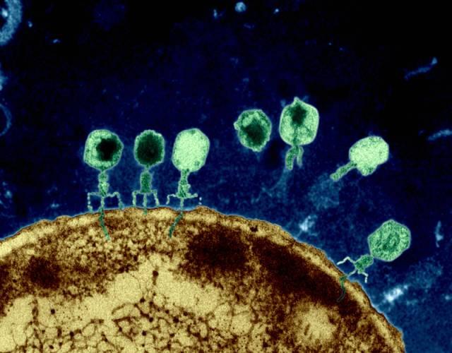 噬菌体侵染大肠杆菌,图片来自http://ehp.niehs.nih.