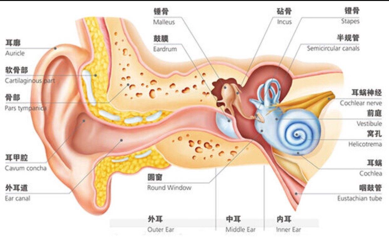 耳部疾病:年轻人注意耳部疾病预防【彭大夫惠洱通】