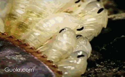 南方的蟑螂真的很可怕吗?