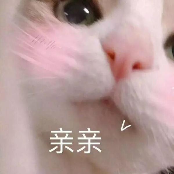 可爱又甜甜的猫猫表情包!
