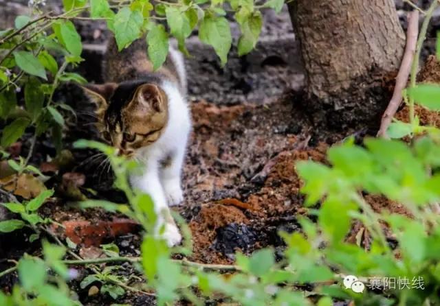 襄阳胡秋林从猫的眼里看世界