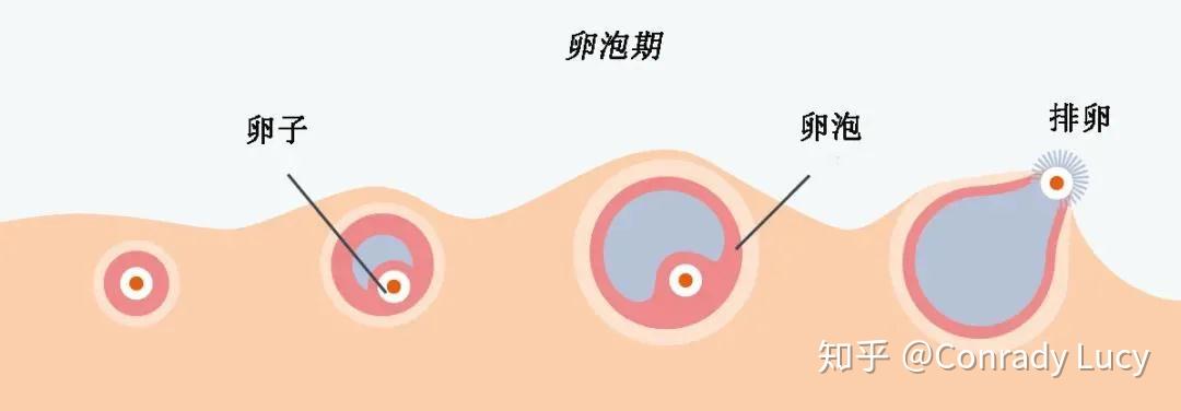 卵泡发育不良什么原因有办法调理吗