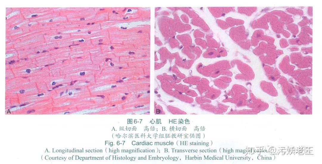 002心电图的微观结构基础心肌的组织学特征