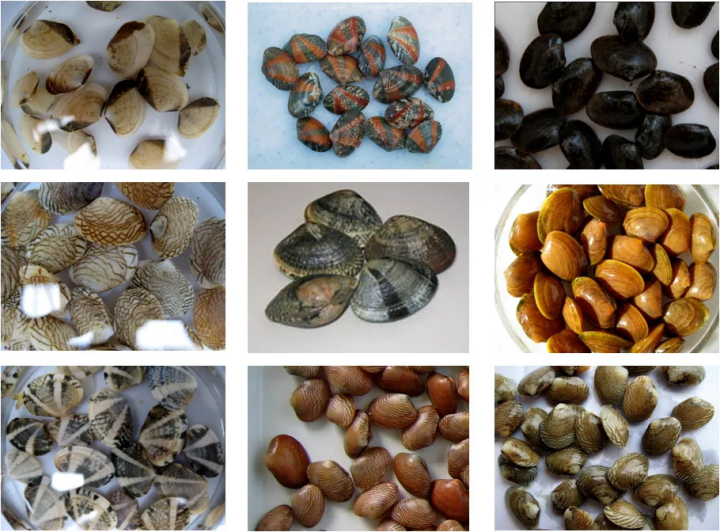 沿海旅行知识各种贝类的名字区别产地吃法一作者zam