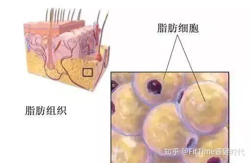 脂肪组织和脂肪细胞