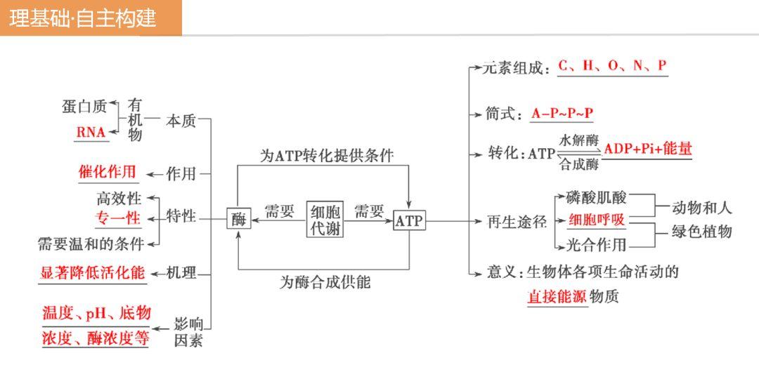 高考生物二轮复习专题:酶与atp!这个假期把生物知识抓牢!