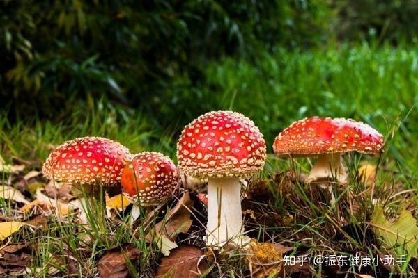 吃了毒蘑菇为什么会出现幻觉